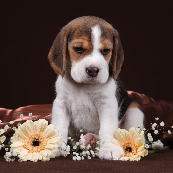 Pet Friendly Flowers