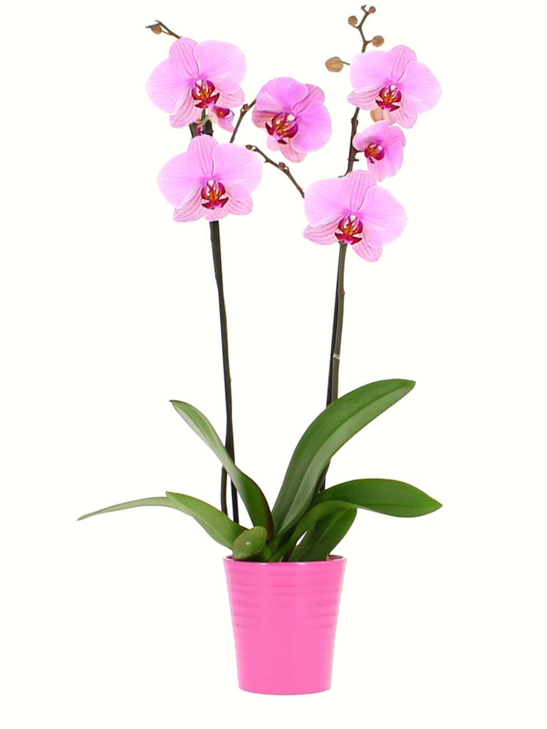 Pink Orchid Plant