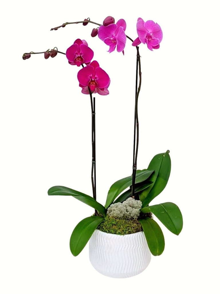 Purple Orchid Plant