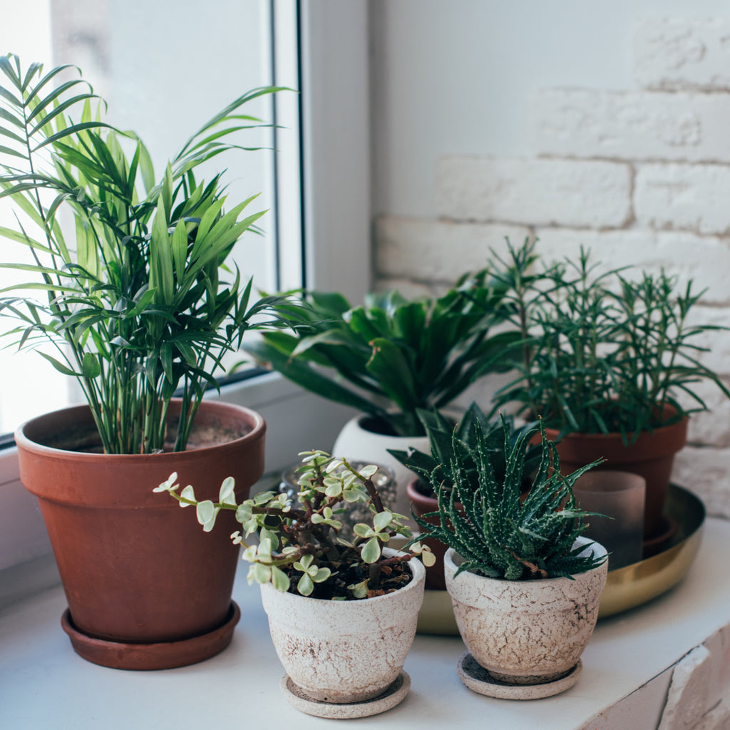 Caring for Your Indoor Plants