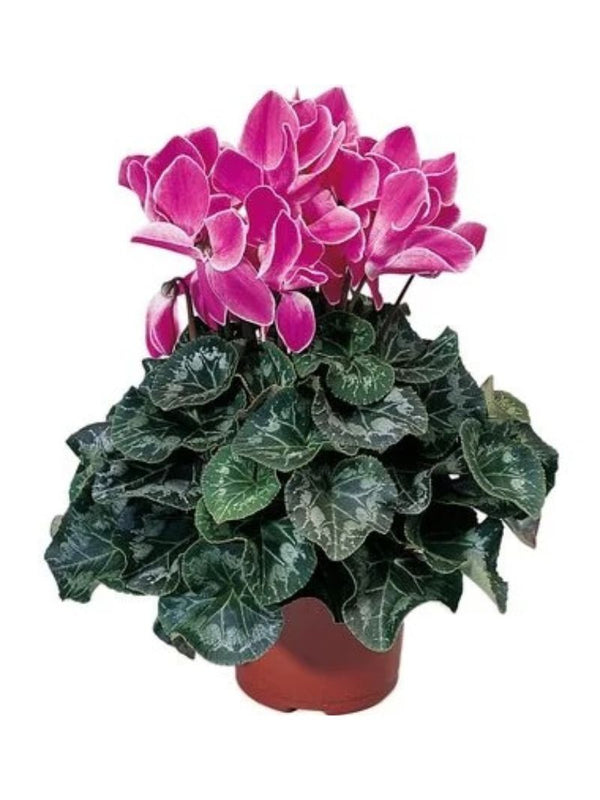 Cyclamen Plant