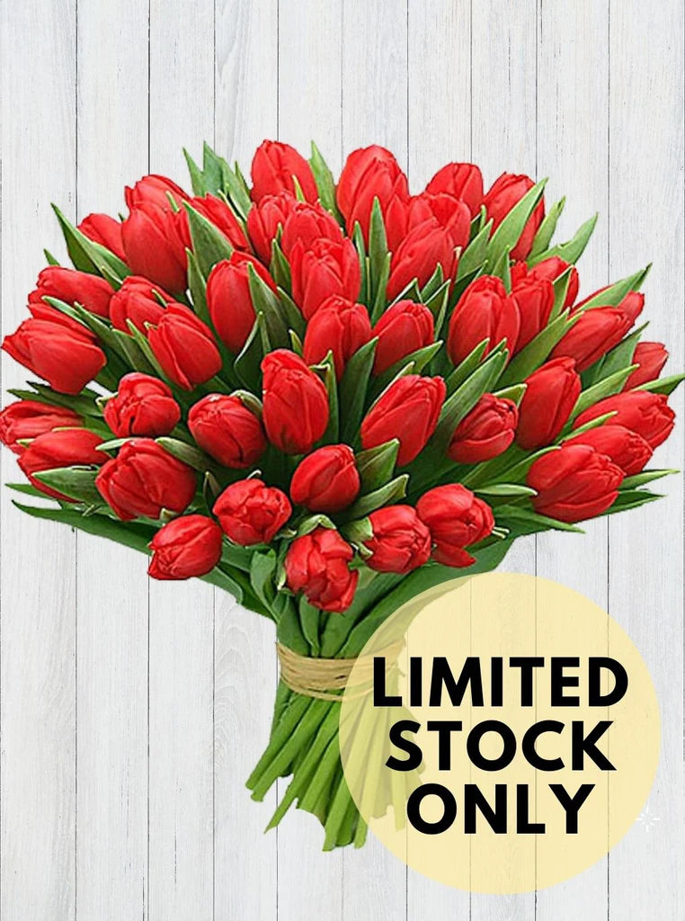 40 Red Tulips