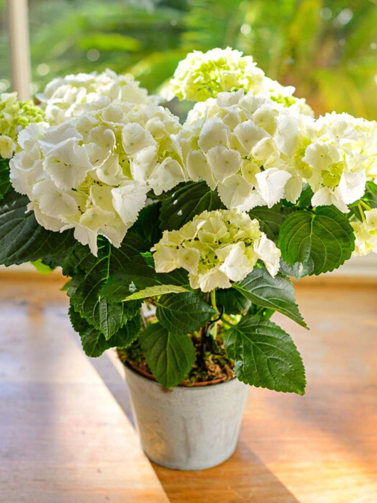 White Hydrangea Plant