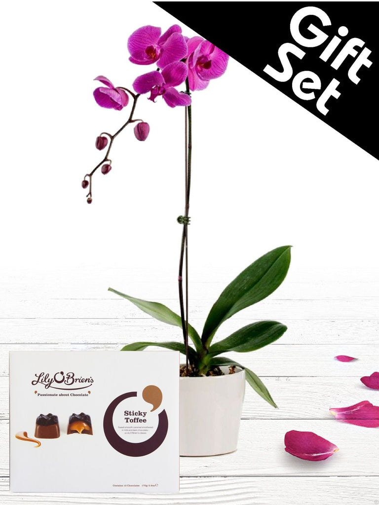 Purple Orchid Plant and Chocolates
